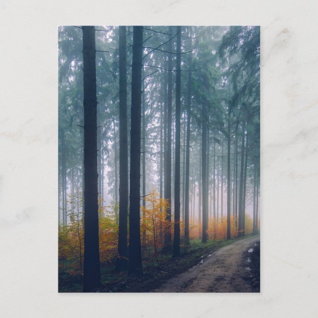 Majestic Forest Path Postcard (Front)