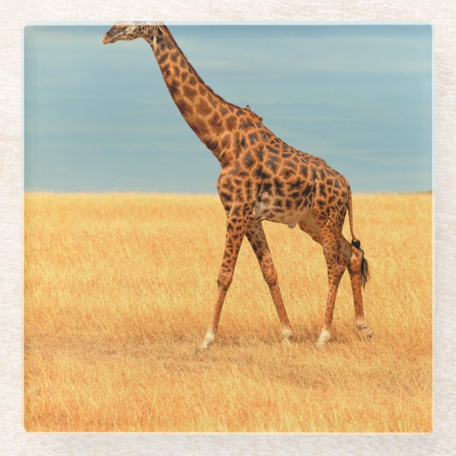 Majestic Giraffe: Masai Mara Dry Season Glass Coaster (Front)