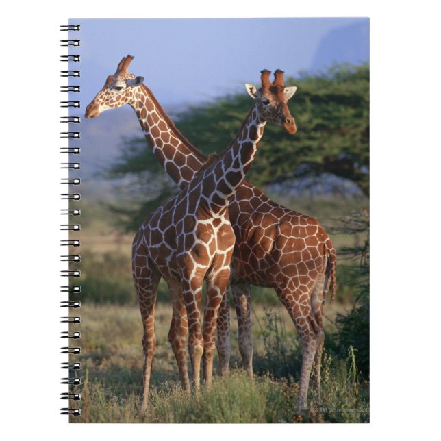 Majestic Giraffes Notebook (Front)