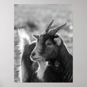 Majestic Goat with Horns in Nature Poster