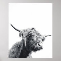 Majestic Highland cow black and white