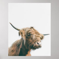 Majestic Highland cow portrait