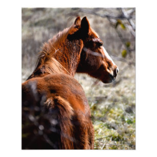 Majestic horse at farm Georgia, USA Photo Print