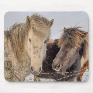 Majestic Icelandic Horses Mouse Mat