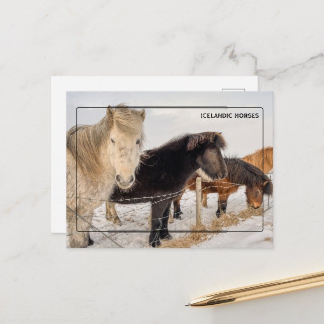 Majestic Icelandic Horses Postcard (Front/Back In Situ)