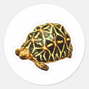 Majestic Indian Star Tortoise Sticker - Exotic Sac