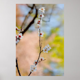 Majestic Japanese Apricot Flowers Poster