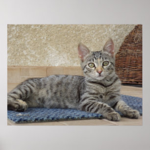 Majestic Kitten Poster