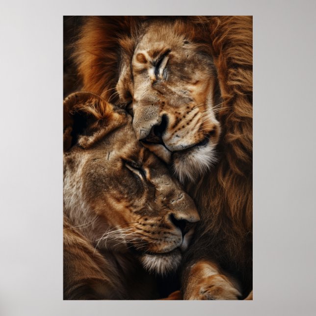 Majestic Lion and Lioness Cuddling Photorealism St Poster (Front)