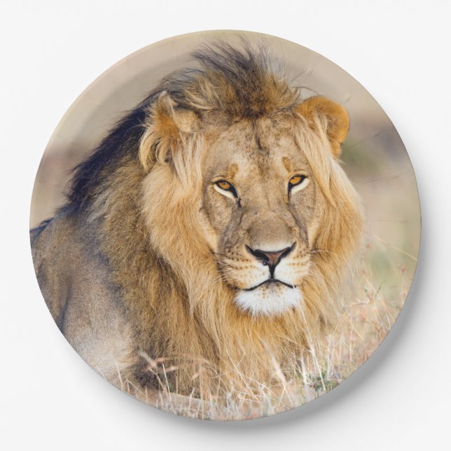 Majestic lion photo paper plate (Front)