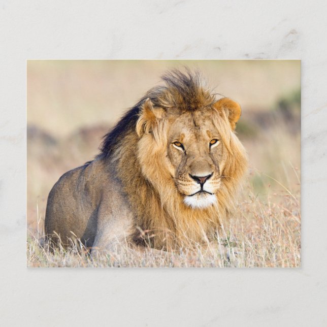 Majestic lion photo postcard (Front)