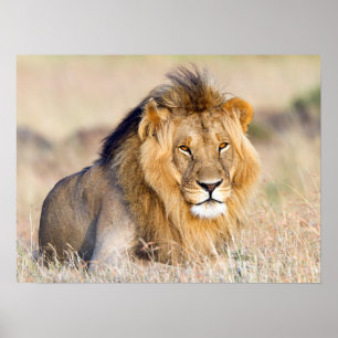 Majestic lion photo poster