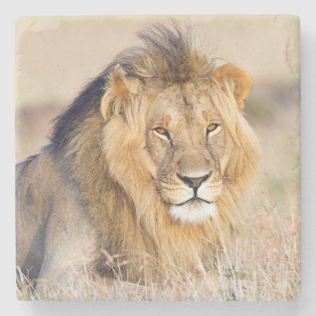 Majestic lion photo stone coaster (Front)