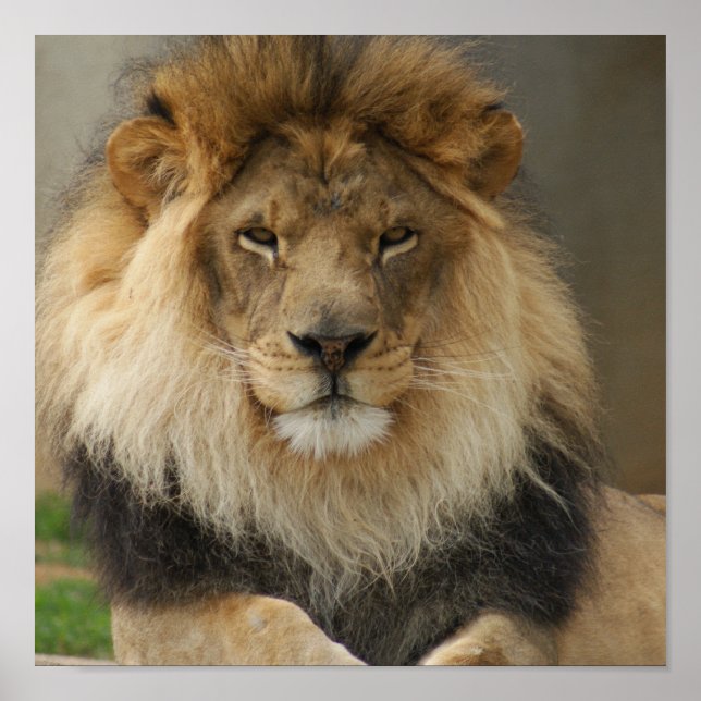 MAJESTIC LION POSTER (Front)