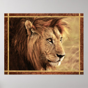 Majestic Lion Sideway Photo Poster