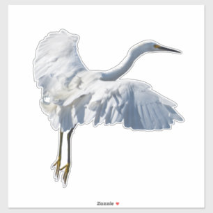 Majestic looking snowy egret