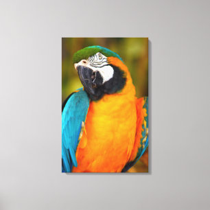 Majestic Macaw Canvas Print