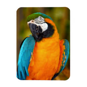 Majestic Macaw Magnet