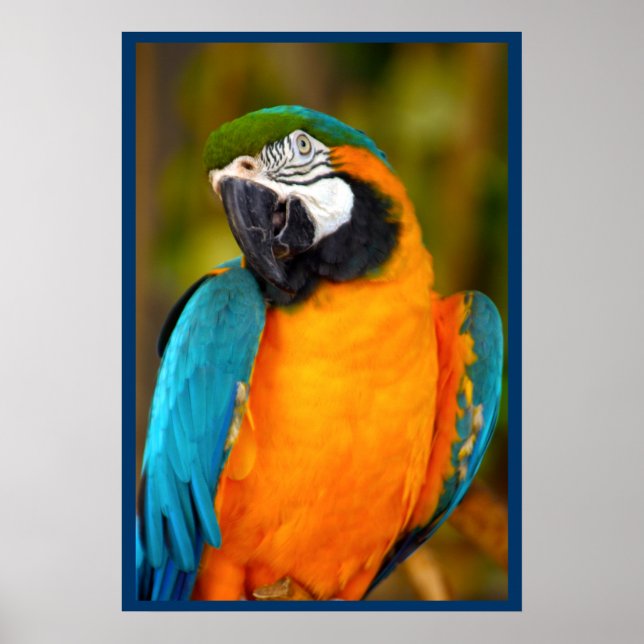 Majestic Macaw Poster (Front)
