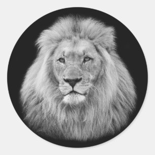 Majestic male lion black and white photo classic round sticker