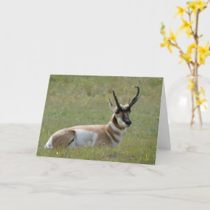 Majestic Male Pronghorn, Custer, SD -  Card