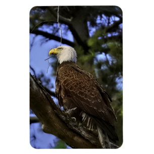 Majestic Mature Bald Eagle Magnet