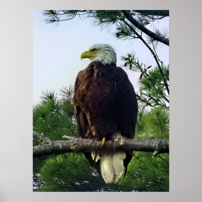 Majestic Mature Bald Eagle Perched in Tree  Poster (Front)