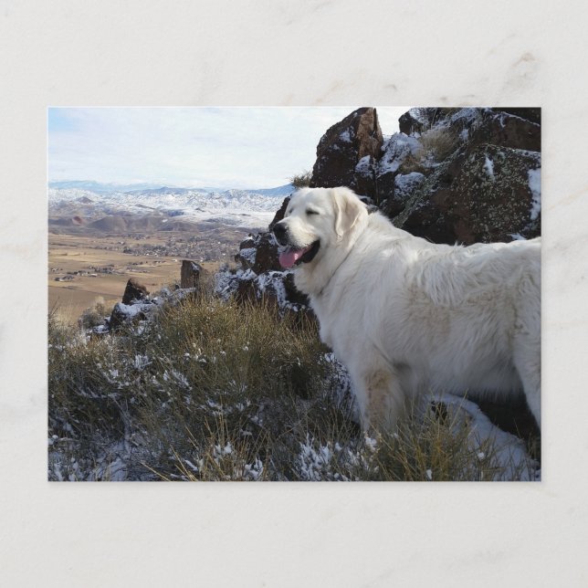 Majestic Mountain Dog post card (Front)
