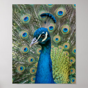 Majestic Peacock Jewel Feather Matte Wall Poster