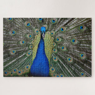 Majestic Peacock Magnet Jigsaw Puzzle