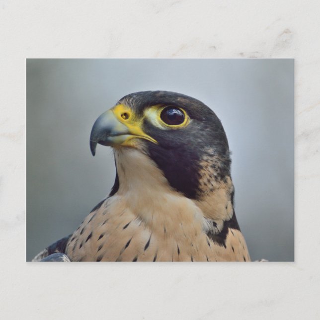 Majestic Peregrine falcon Postcard (Front)