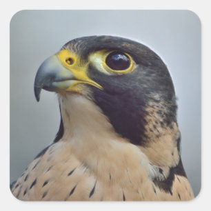 Majestic Peregrine falcon Square Sticker