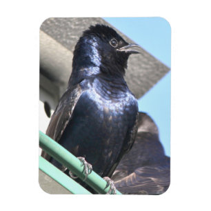 Majestic Purple Martin Magnet