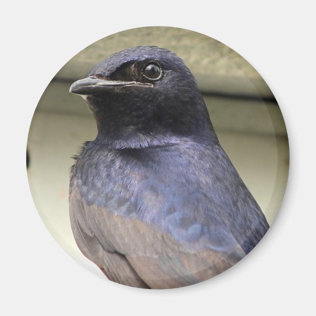 Majestic Purple Martin Magnet (Front)