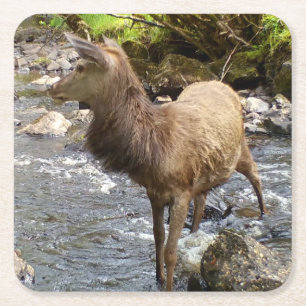 Majestic Red Deer Stag Woodland Wildlife Tranquil Square Paper Coaster
