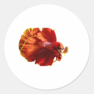 Majestic Red Halfmoon Betta Fish Sticker - Siames