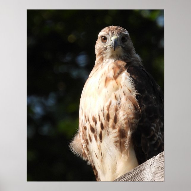 Majestic Red Tail Hawk Stare Down Poster (Front)