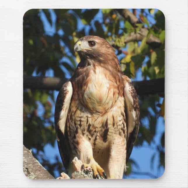 Majestic Red Tailed Hawk Mouse Mat (Front)