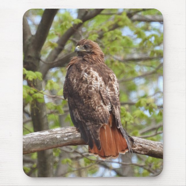 Majestic Red Tailed Hawk Mouse Mat (Front)