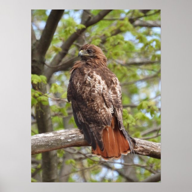 Majestic Red Tailed Hawk  Poster (Front)