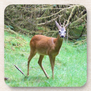 Majestic Roe Deer Buck Woodland Coaster Set Nature