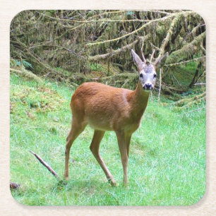Majestic Roe Deer Buck Woodland Nature Party Drink Square Paper Coaster