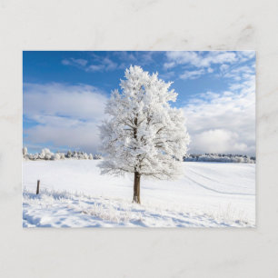 Majestic Snow Covered Tree in Winter Landscape Postcard