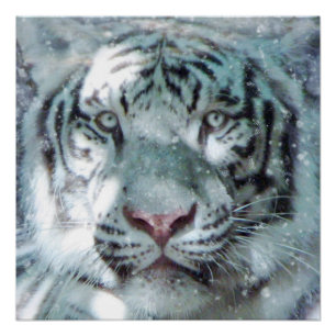 Majestic Snow White Tiger Portrait Poster