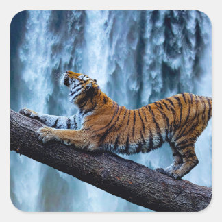 Majestic Tiger Relaxing at a Beautiful Waterfall Square Sticker