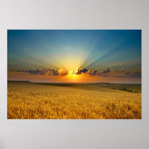 Majestic Wheat fields View poster