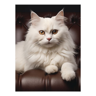 Majestic white cat photo print