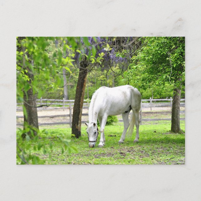 Majestic White Horse Postcard (Front)