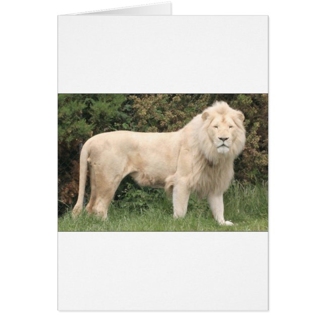 Majestic White Lion (Front)