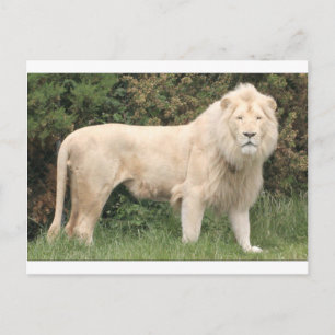 Majestic White Lion Postcard